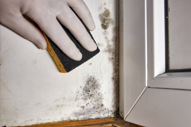 Mold Removal for HVAC Installations in West Van Lear, KY